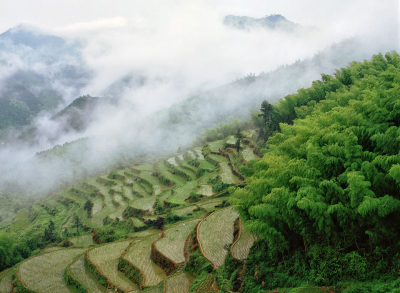 《泽雅竹乡》