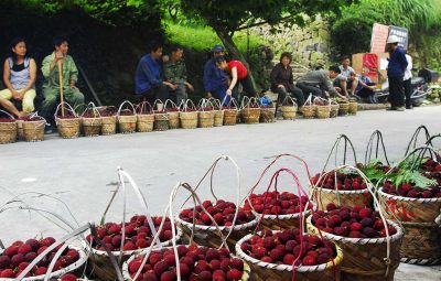 《茶山杨梅》组照4