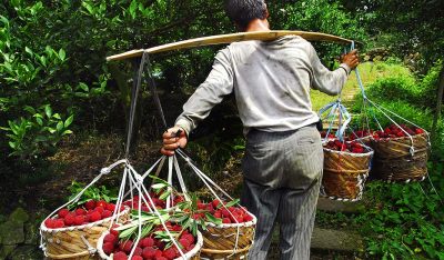 《茶山杨梅》组照2