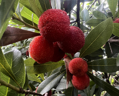 灵昆杨梅一农户家拍的