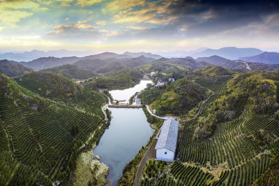 云岭九龙山茶场风采组图5