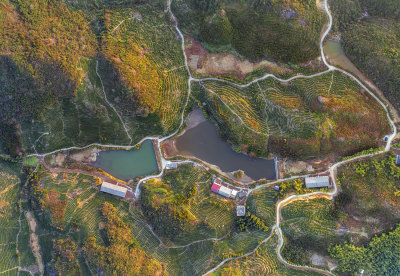 云岭九龙山茶场风采组图3