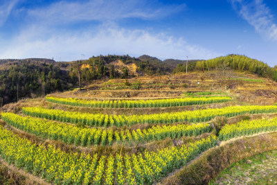 云岭春意浓组图