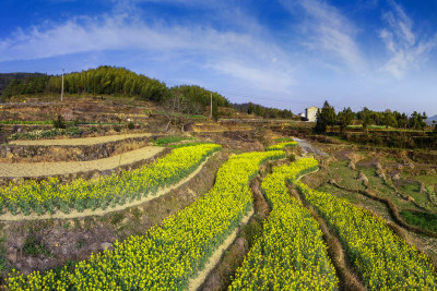 云岭春意浓组图