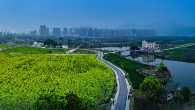 三垟湿地油菜花盛开时节美景2