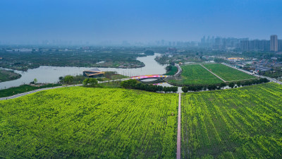 三垟湿地油菜花盛开时节美景1