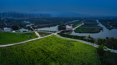 三垟湿地油菜花盛开时节美景8