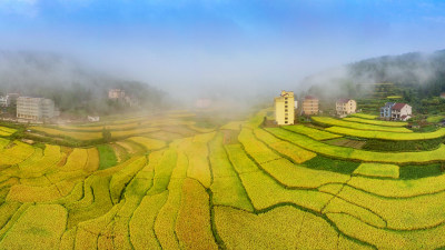 金色五凤垟村美景组图6