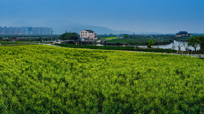 三垟湿地油菜花盛开时节美景7