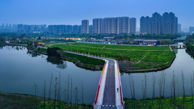 三垟湿地油菜花盛开时节美景3