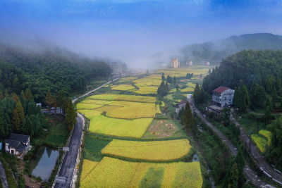 金色五凤垟村美景组图5