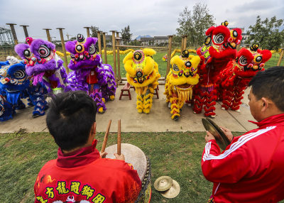 东方醒狮 正月初四摄于龙湾雅林现代农科院