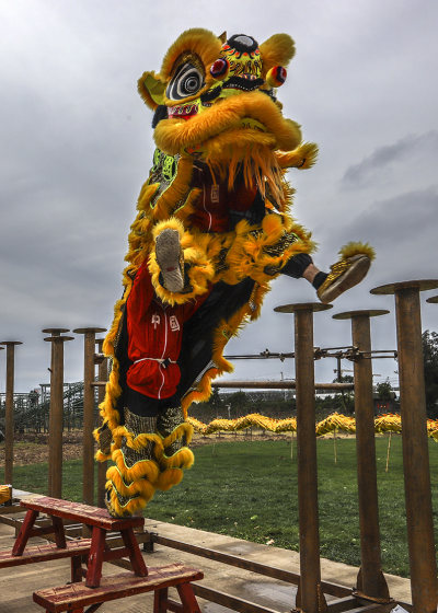 东方醒狮 正月初四摄于龙湾雅林现代农科院