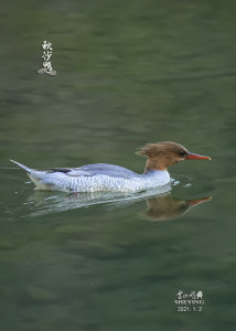 中华秋沙鸭