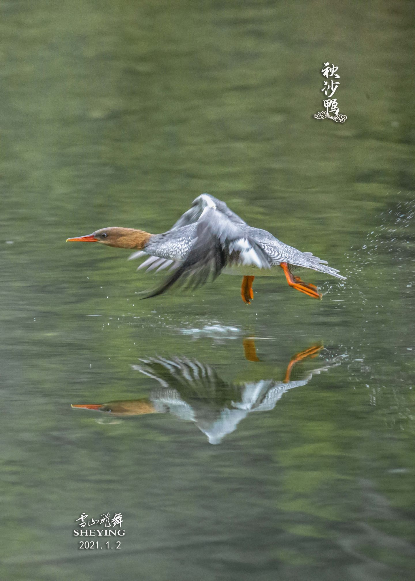 中华秋沙鸭