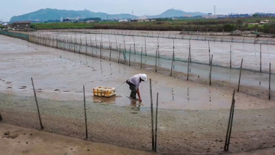 采拾蜻子