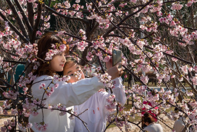 樱花吐艳，市民携家人来踏春赏花