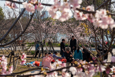 樱花吐艳，市民携家人来踏春赏花