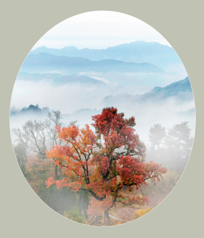《雾漫红枫岭》