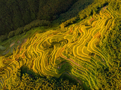 大岙梯田乡村收获季节