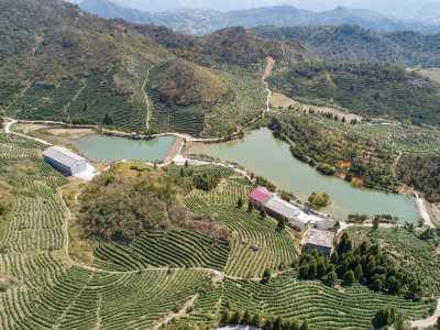 九龙山茶园风光