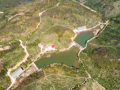九龙山茶园风光