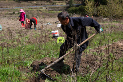 在云岭山区，农民们正在挖采太子参，一派忙碌的劳作景象。