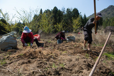 在云岭山区，农民们正在挖采太子参，一派忙碌的劳作景象。