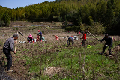在云岭山区，农民们正在挖采太子参，一派忙碌的劳作景象。