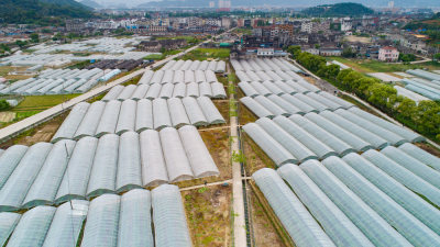 郭溪街道宋岙底村葡萄种植基地