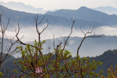 山村春色好