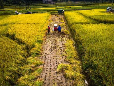 夫妻合力稻草变黄金 2018.9.26  拍摄北林垟