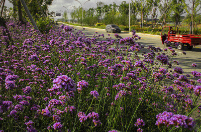 灵昆道路是一路芳香。