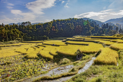 梯田