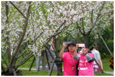 三：人们徜徉在樱花园中。