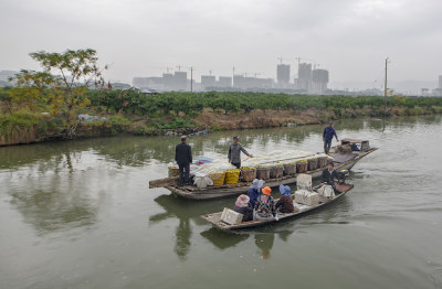 这组作品拍于三垟湿地，种植瓯柑的农户丰收的现场情景