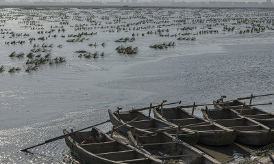 海涂绿化带