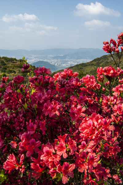 秀垟杜鹃满山红2