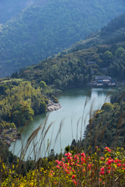 秀垟杜鹃满山红6