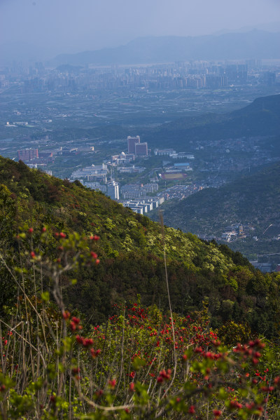 秀垟杜鹃满山红5