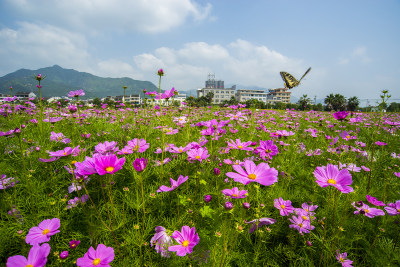 丽岙五社