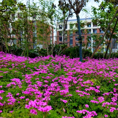 《花开的季节》组照三