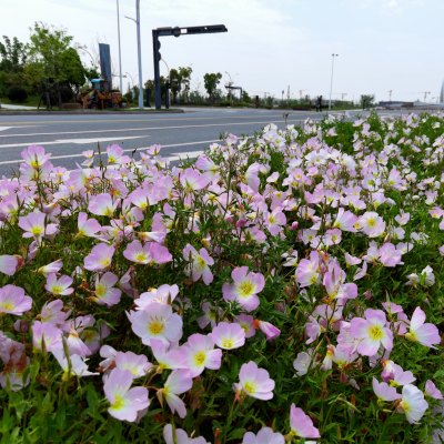 《花开的季节》组照六