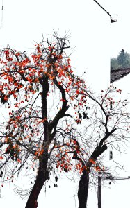 《楠溪有柿》组照9张