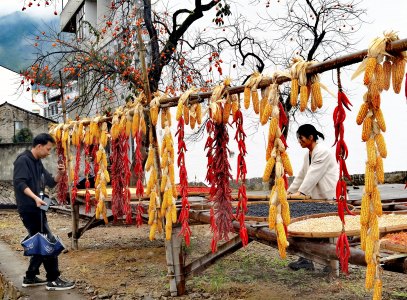 《楠溪有柿》组照9张