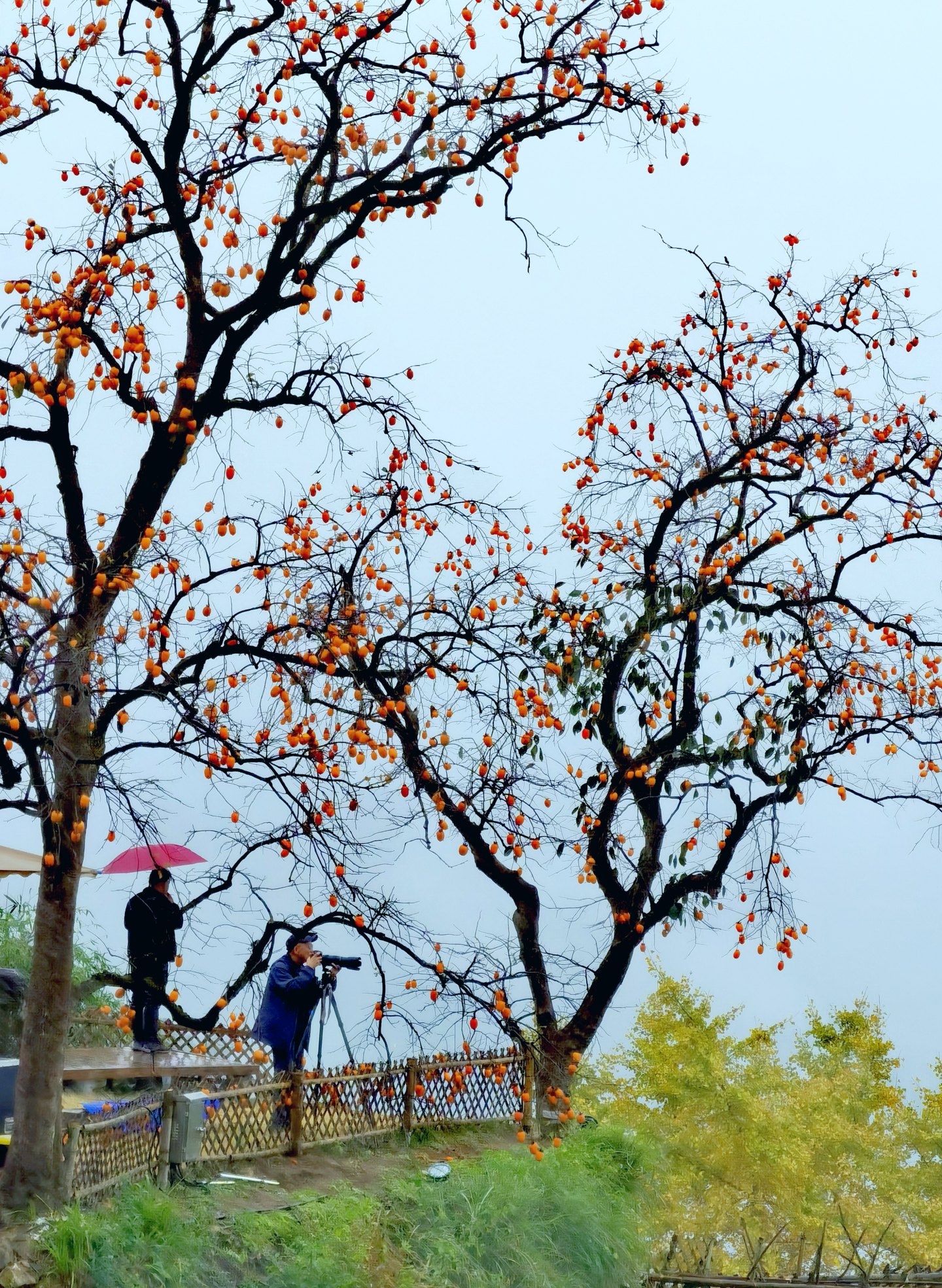 《楠溪有柿》组照9张