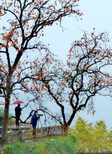 《楠溪有柿》组照9张