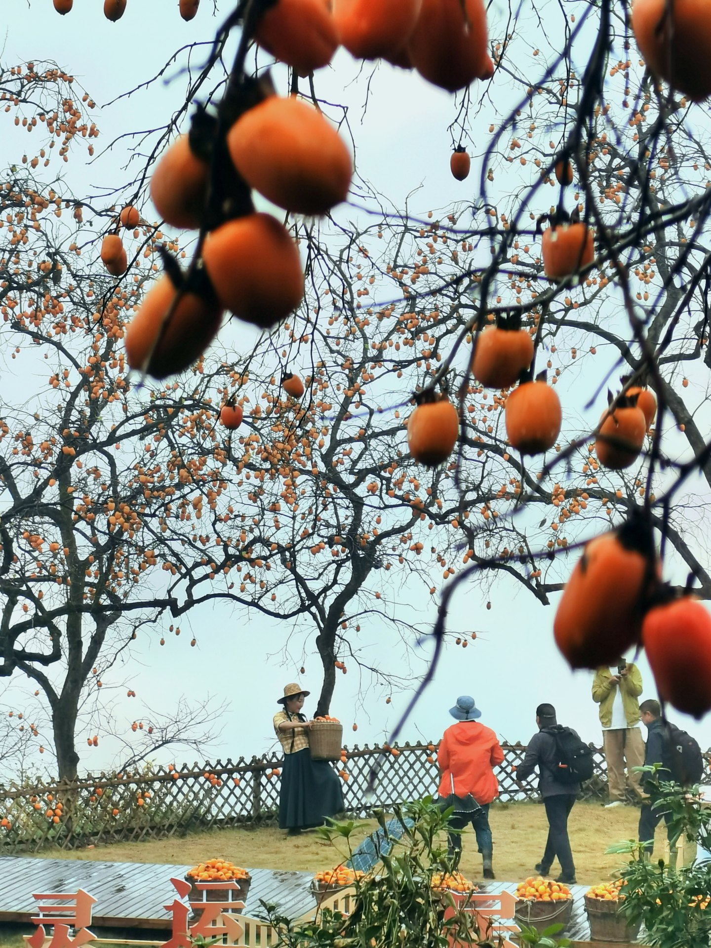 《楠溪有柿》组照9张