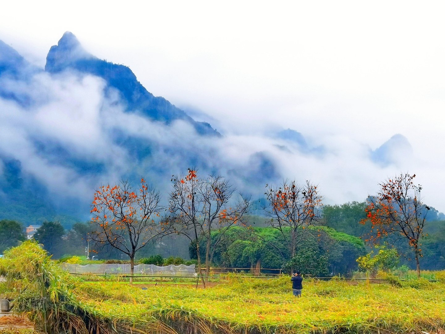 《楠溪有柿》组照9张