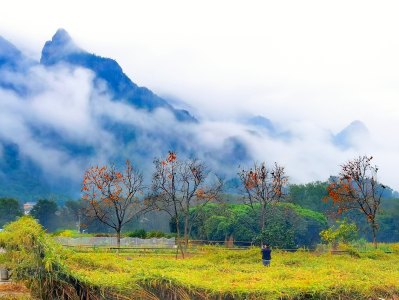 《楠溪有柿》组照9张